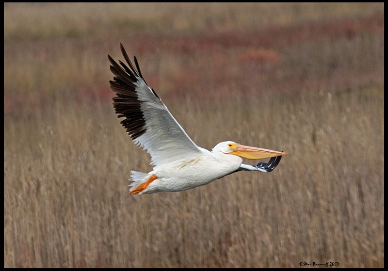 _7SB6393 american white pelican.jpg